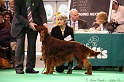 Crufts2011 388